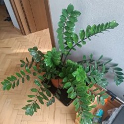 Замиокулькас - фото 2