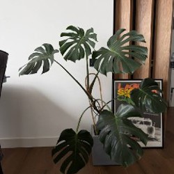 Пальма в высоком горшке - фото 1