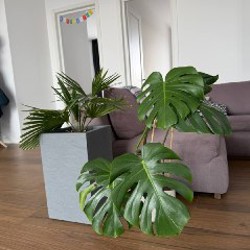 Пальма в высоком горшке - фото 2