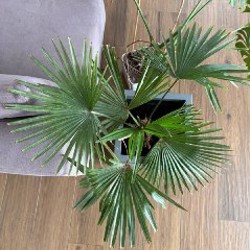 Пальма в высоком горшке - фото 4