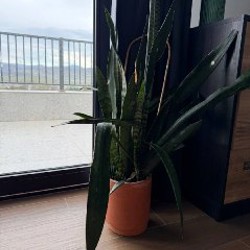 Пальма в высоком горшке - фото 5