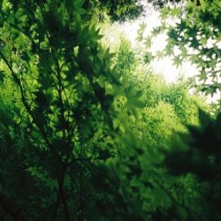 Canon Prima BF-9s - фото 3