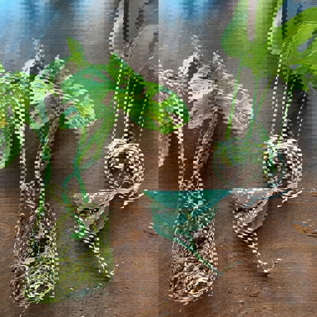 Ростки монстеры минима