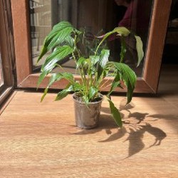 Аглаонема - фото 1