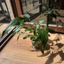 Аглаонема - фото 2