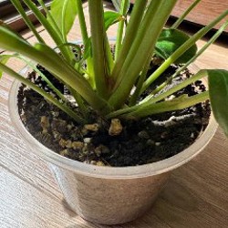 Аглаонема - фото 4