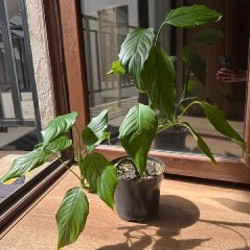 Аглаонема - фото 5