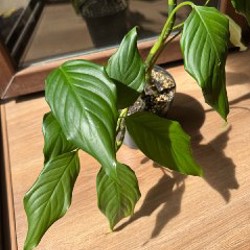 Аглаонема - фото 6