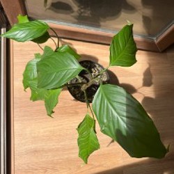 Аглаонема - фото 7