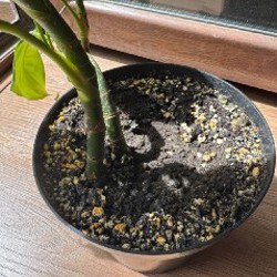 Аглаонема - фото 8