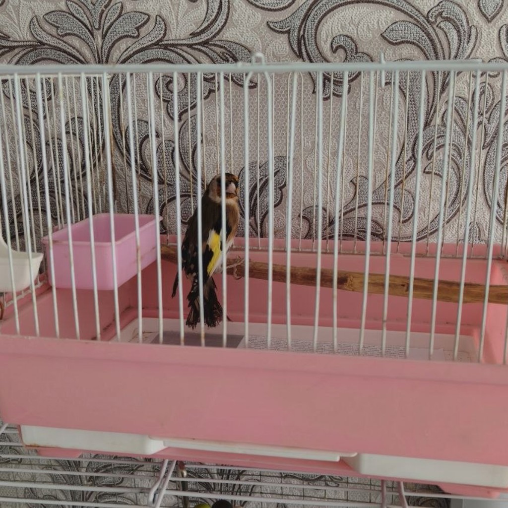 Щегол