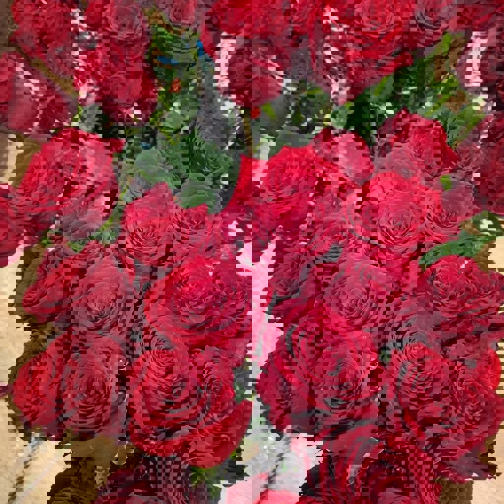 Голландские красные розы