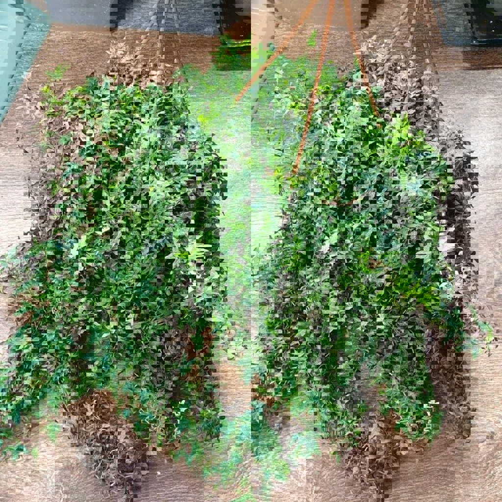 Плющ на балкон