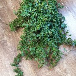 Плющ на балкон - фото 2