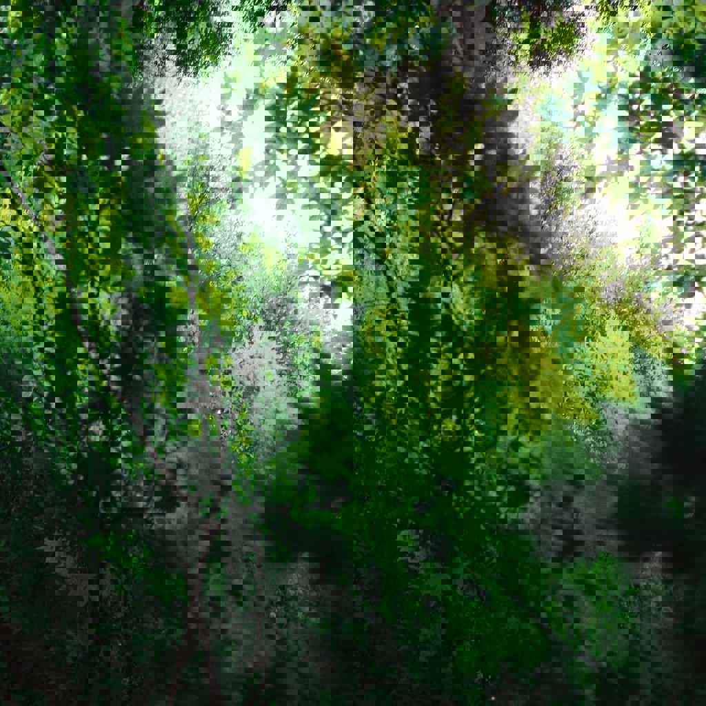 Пленочный Canon Prima BF-9s