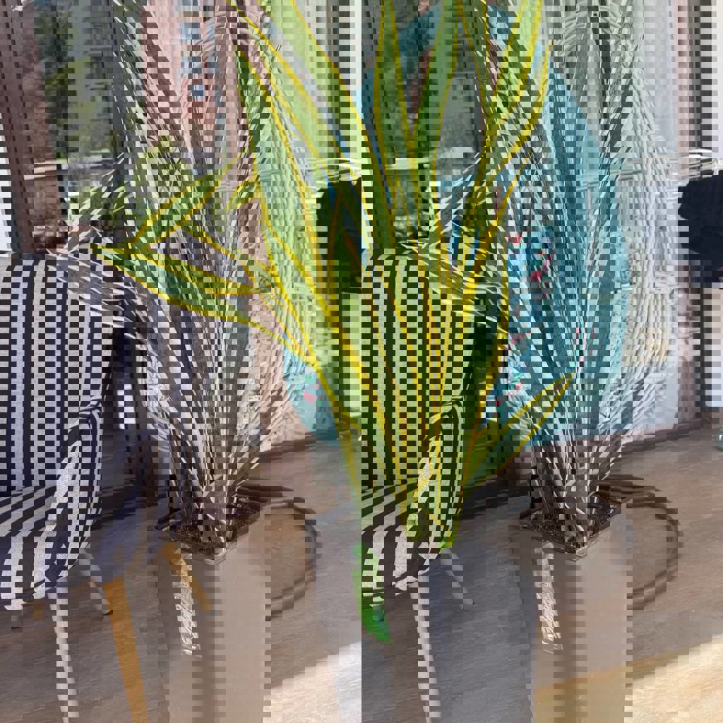 Растение тещин язык