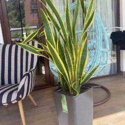 Растение тещин язык - фото 1