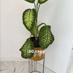 Растение тещин язык - фото 2