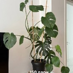 Растение тещин язык - фото 3