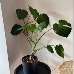 Растение тещин язык - фото 4