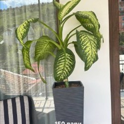 Растение тещин язык - фото 5