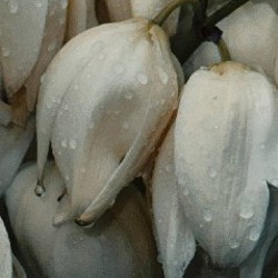 Canon EOS 4000d - фото 4