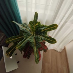 Кротон - фото 2