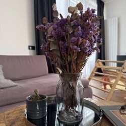 Кактус опунция в горшке - фото 1