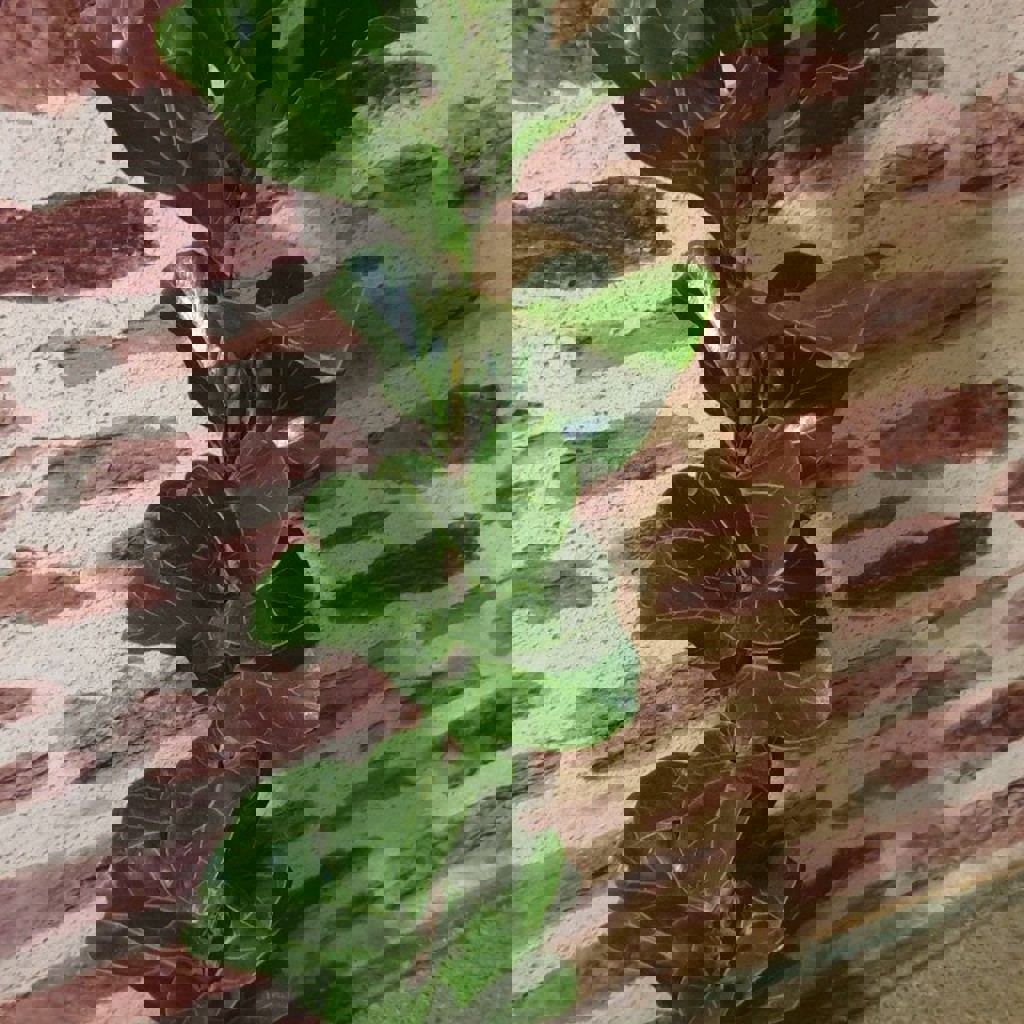 Фикус лирата бамбино