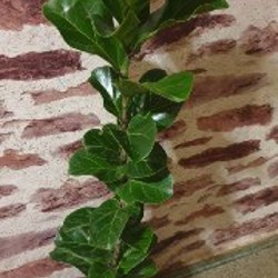 Фикус лирата бамбино - фото 1