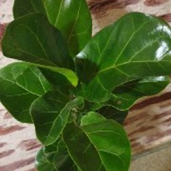 Фикус лирата бамбино - фото 2