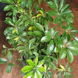 Фикус лирата бамбино - фото 3