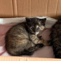 Куколки - фото 2