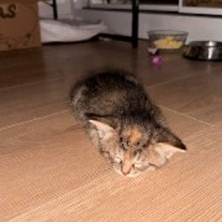 Куколки - фото 3