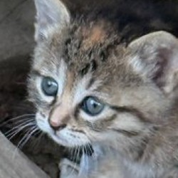 Куколки - фото 5