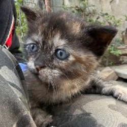 Куколки - фото 6