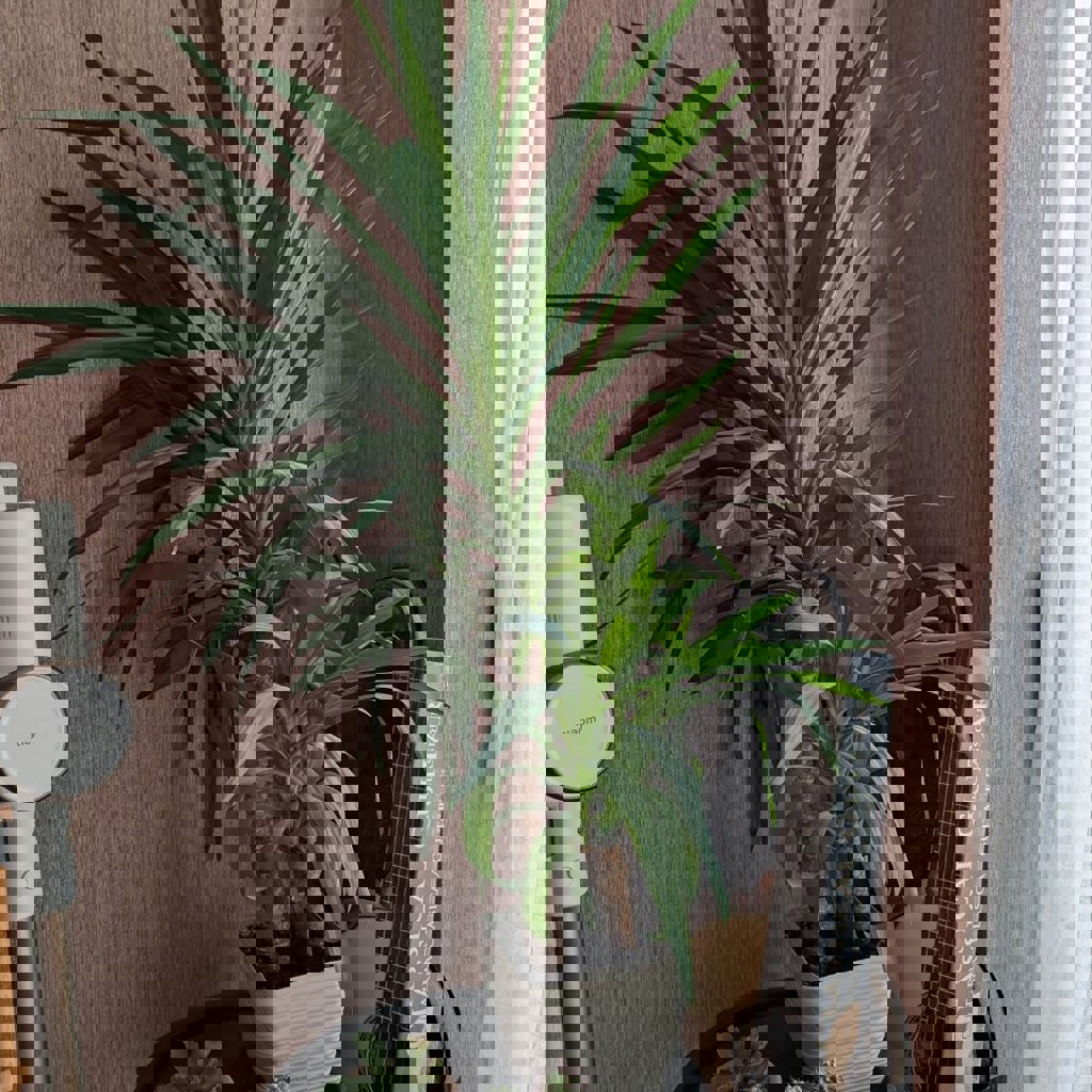 Растение юкка