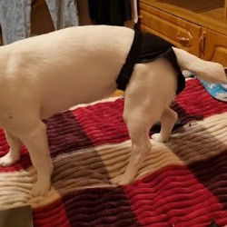 Воск для лап - фото 9