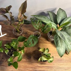 Растения - фото 1