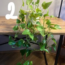 Растения - фото 2