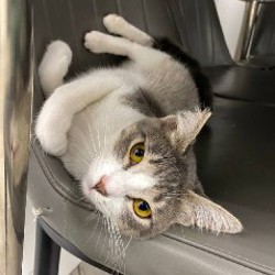 Кошка - фото 2