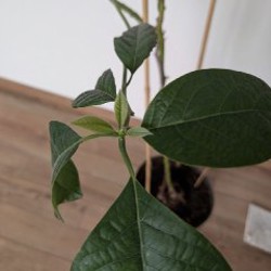 Авокадо - фото 2