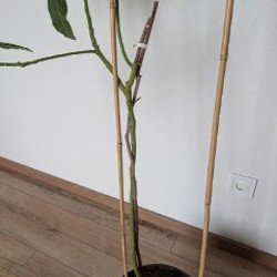 Авокадо - фото 3