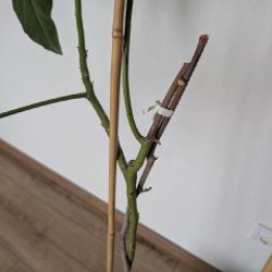 Авокадо - фото 4