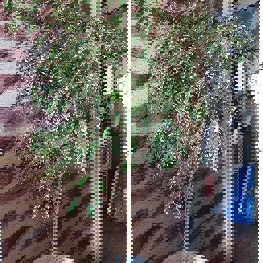 Фикус бенжамин вареагатный