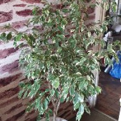Фикус бенжамин вареагатный - фото 2