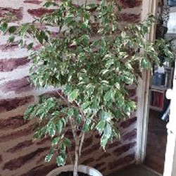 Фикус бенжамин вареагатный - фото 3