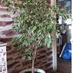 Фикус бенжамин вареагатный - фото 4