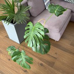 Большая монстера - фото 3