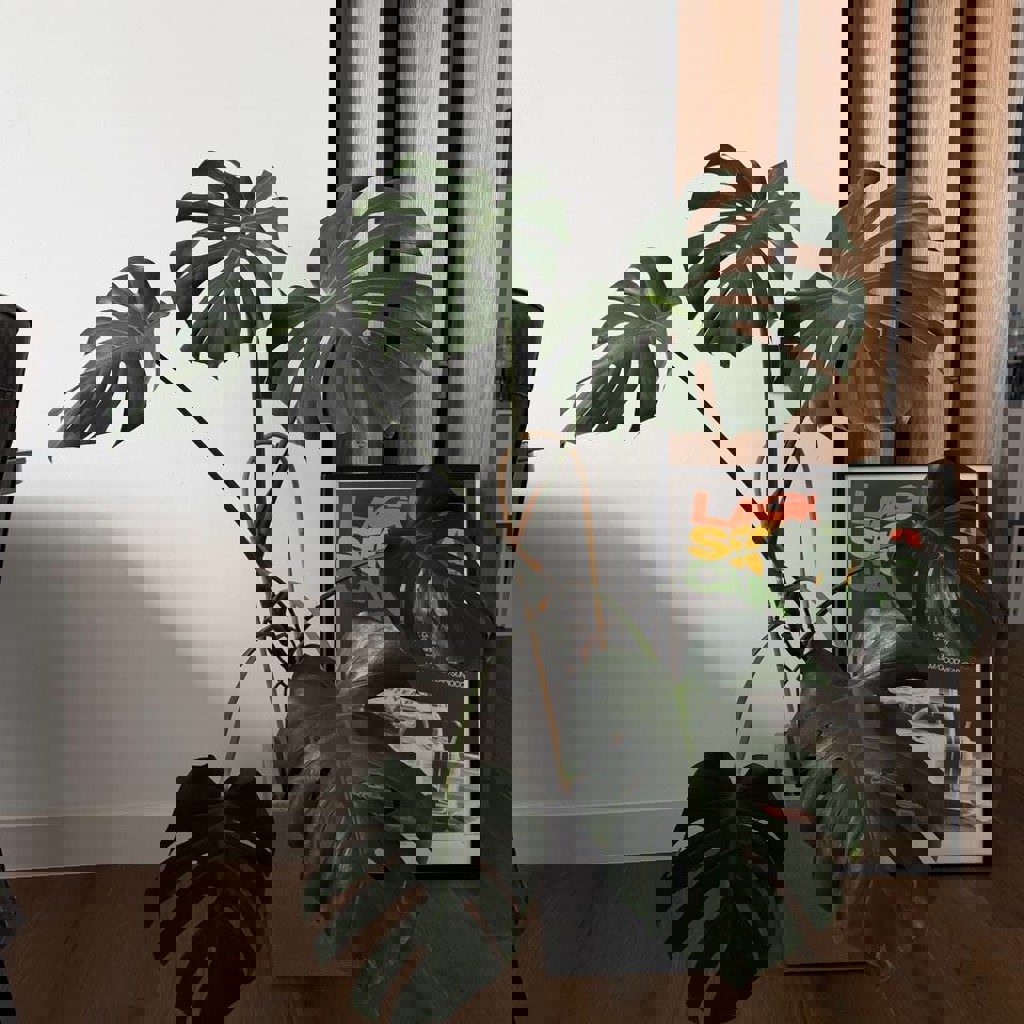 Монстера поменьше